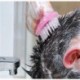 HF630 / JP. 1PC szilikon sampon fejbőr zuhanyzó mosás hajmasszázs masszázs kefe fésű