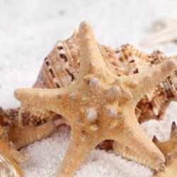 2Pcs természetes csillag tengeri csillag Shell akvárium táj készítése kézműves DIY dekoráció