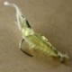 5db csalik (hossza 4cm) Horgász csalik Crankbaits horog Minnow garnélarák béka Fish Baits Bass Tackle Tool