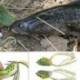 1PC véletlenszerű 5db halászati csalik Nagy béka Topwater Crankbait akasztók Basszus húzóeszköz Új