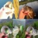 1PC véletlenszerű 5db halászati csalik Nagy béka Topwater Crankbait horog Bass zsákmány eszköz