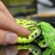 1PC véletlenszerű 5db halászati csalik Nagy béka Topwater Crankbait horog Bass zsákmány eszköz