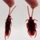 10db különleges élethű modell hamis csótány Roach játék prémes vicces trükk Joke