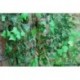 7.5ft mesterséges borostyán szőlő levélfüzér növények hamis lombozat virágok Home Decor J6
