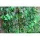 7.5ft Home Decor Mesterséges Ivy Leaf Garland Növények Vine Fake Lombozat virágok JP