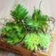 5 * Szimuláció Mini műanyag miniatűr pozsgás növények Kert Home Office Decor