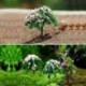 3X kerti dekoráció Bonsai Sakura fa miniatűr növény edények tündér dísz diy