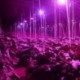 8W E27 LED Grow Light Kit Teljes spektrumú hidroponikus növények Veg viráglámpa Új