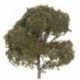 3,54 hüvelykes tájképes parkosított Sycamore fa modell / Sycamore W3G5 modell