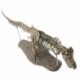 1X (nagy dinoszauruszos fosszilis koponya állatmodell játékok Tyrannosaurus Rex összeszerelés C3G7