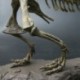 1X (nagy dinoszauruszos fosszilis koponya állatmodell játékok Tyrannosaurus Rex összeszerelés C3G7