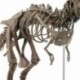 2X (nagy dinoszauruszos fosszilis koponya állatmodell játékok Tyrannosaurus Rex szerelvény W1U5