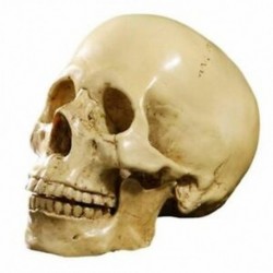 Élethű emberi koponya modell műgyantából - C3S8