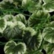 1X (1 Strauss mesterséges Begonia eső levelek növényi rattan esküvőre Y7P1 december 1