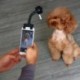 Hordozható kisállat szelfi botkormány telefon-kiegészítő kutya macska fotózni edzőjáték Q7U1