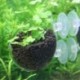2X (Akváriummag füves edények Easy Aquatic Live Plant Fish Tank Decora P1Z4