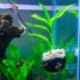 2X üveg vízi növények csészés edény 4X tapadókorongok akvárium akvárium Aquascape D5C2