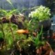2X üveg vízi növények csészés edény 4X tapadókorongok akvárium akvárium Aquascape D5C2