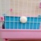 Kisállat nyúl-WC Műanyag nyúl a nyúl-WC tisztításához, nem az A5R4 kivitelével