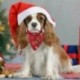 8X (2 db kutya bandana karácsonyi jelmez kisállat santa mintás és sál macska bandana B7P5
