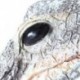 Lebegő gyanta krokodil fej kerti tavacska medence Reális vízjellemzők Dec O5V8