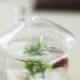 2X (gomba alakú, függő üvegtartó váza, Rumble haltartály Terrarium Co V7W5