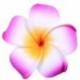 6 db női Plumeria virágos hajvágó kiegészítők Barrette hawaii esküvő Q1O6