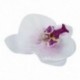 Sok 20db-os, 9 cm-es pillangó orchidea virág művirág díszítéssel a W J5X1-hez