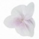 Sok 20db-os, 9 cm-es pillangó orchidea virág művirág díszítéssel a W J5X1-hez