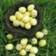 Könnyű kávé - Húsvéti buborék tojás DIY kézzel készített húsvéti hab élénk színű hamis tojás party dekorok x1