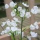 Nincs szín - Mesterséges Gypsophila virág hamis selyem virág csokor lakberendezési esküvő