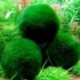Nincs szín - Zöld óriás Marimo moha labda Cladophora élő akváriumi növény haltartó dekor CA