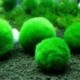 Nincs szín - Zöld óriás Marimo moha labda Cladophora élő akváriumi növény haltartó dekor CA