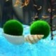 Nincs szín - Zöld óriás Marimo moha labda Cladophora élő akváriumi növény haltartó dekor CA
