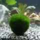 Nincs szín - Zöld óriás Marimo moha labda Cladophora élő akváriumi növény haltartó dekor CA