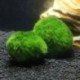 Nincs szín - Zöld óriás Marimo moha labda Cladophora élő akváriumi növény haltartó dekor CA