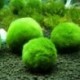 Nincs szín - Zöld óriás Marimo moha labda Cladophora élő akváriumi növény haltartó dekor CA
