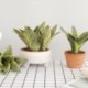 1db-11levelek - Mesterséges növények otthoni kert dekorációhoz Sansevieria ág hamis virágok műanyag levelek bonsai zöld