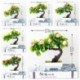 Szín: 7 alma - Mesterséges növény Multi stílusú mini cserepes bonsai kis gyümölcsfa cserepes esküvőre Otthon