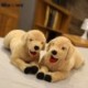 Magasság: 35 cm - 35/75 cm Valódi élet aranyos labrador kutya plüss játékok szimuláció kitömött állat baba puha
