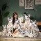 Szín: 69 cm fekvő - Kiváló minőségű nagy szimulációs kutya plüssjáték, kitömött élethű husky kutya Kawaii baba