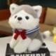 Szín: szürke - 1 db 25 cm-es Lovely Husky uszkár pomerániai plüss játékok Kawaii kisállat kutyák kitömött puha állat