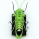 Szín: zöld - Solar Grasshopper 2022, Solar Grasshopper, robotjátékok, alapvető kütyük, ajándékok, napelemes játékok,