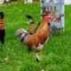 Halloween-csirke-kerti-kar__k-akril-udvari-t__bl__k-k__lt__ri-szobor-szobor-cserepes-n__v__nyi-d__szek-kerti-bet__t-p__zsit-N84C