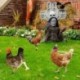 Halloween-csirke-kerti-kar__k-akril-udvari-t__bl__k-k__lt__ri-szobor-szobor-cserepes-n__v__nyi-d__szek-kerti-bet__t-p__zsit-N84C